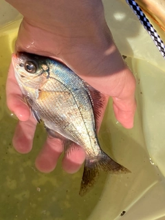 ウミタナゴの釣果