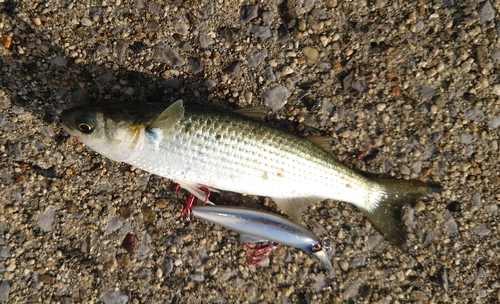 ボラの釣果