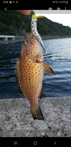 オオモンハタの釣果