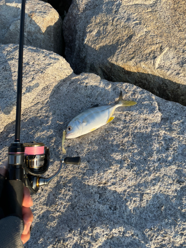 メッキの釣果