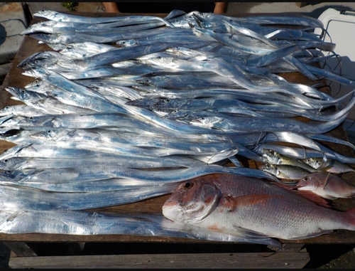 タチウオの釣果