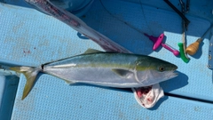 ハマチの釣果