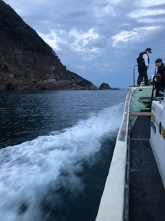 クチブトグレの釣果