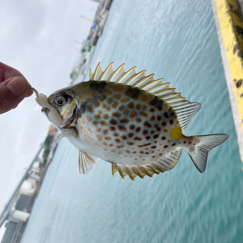 カーエーの釣果