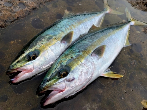 イナダの釣果