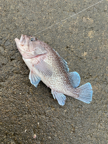 マゾイの釣果