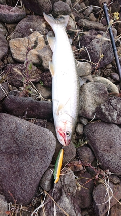 アメマスの釣果