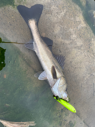 マルスズキの釣果