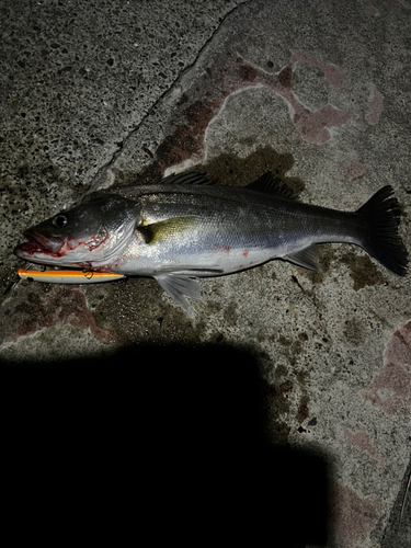 マルスズキの釣果