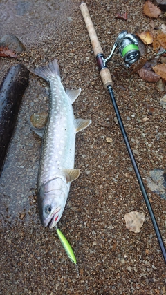 アメマスの釣果