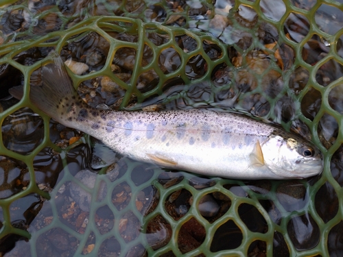 ニジマスの釣果