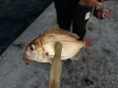 タイの釣果