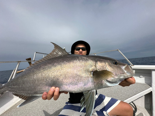 カンパチの釣果