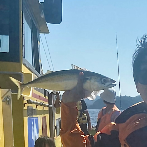 サバの釣果