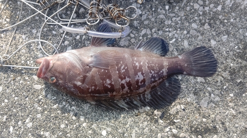 マハタの釣果