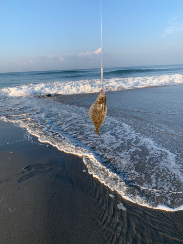 ソゲの釣果