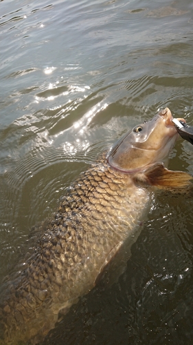 コイの釣果