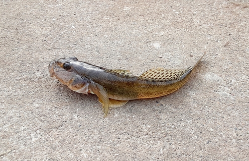 マハゼの釣果