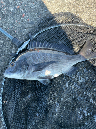 チヌの釣果