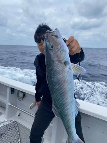 アオチビキの釣果