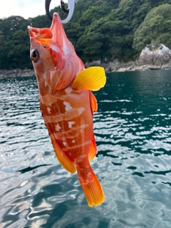 アカハタの釣果