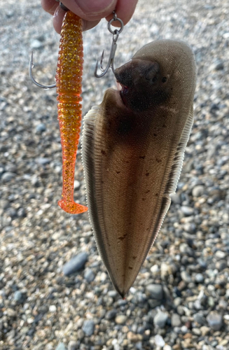 シタビラメの釣果