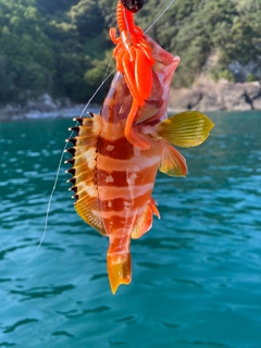 アカハタの釣果