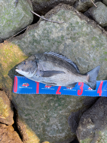 クロダイの釣果