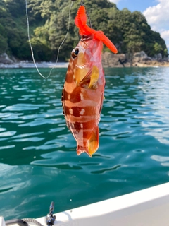 アカハタの釣果