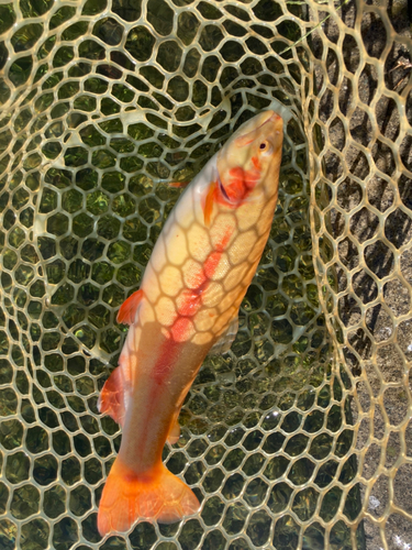 ニジマスの釣果