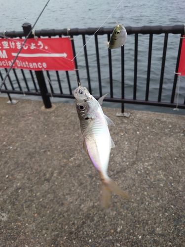 マアジの釣果