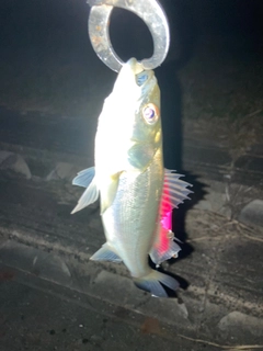 セイゴ（マルスズキ）の釣果