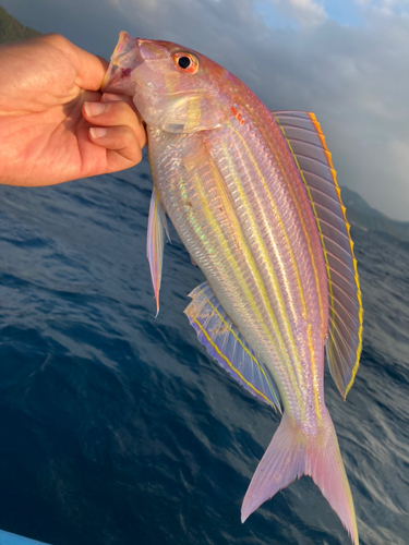 イトヨリダイの釣果