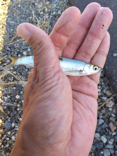 オイカワの釣果