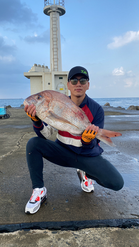 マダイの釣果