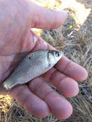 フナの釣果