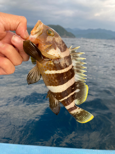 アオハタの釣果