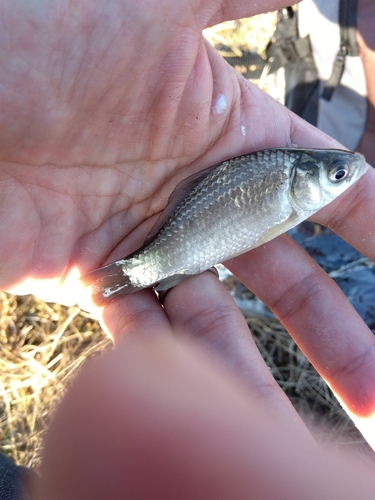 フナの釣果