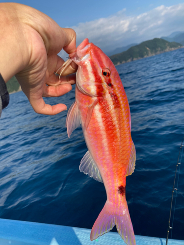 ホウライヒメジの釣果