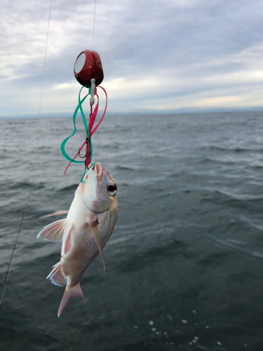 マダイの釣果