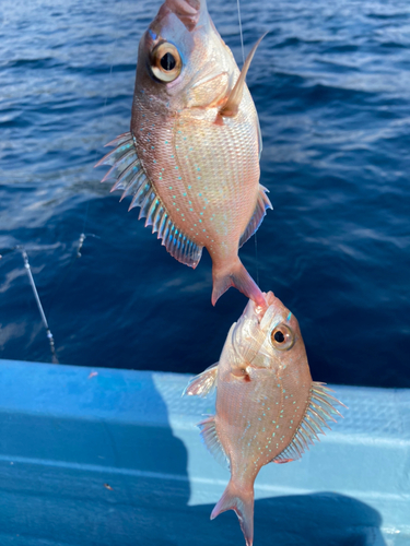 マダイの釣果