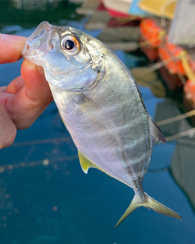 メッキの釣果