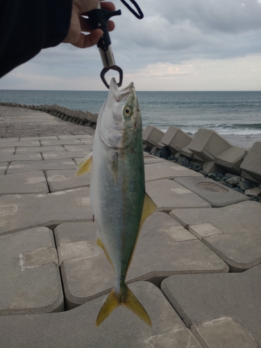 イナダの釣果