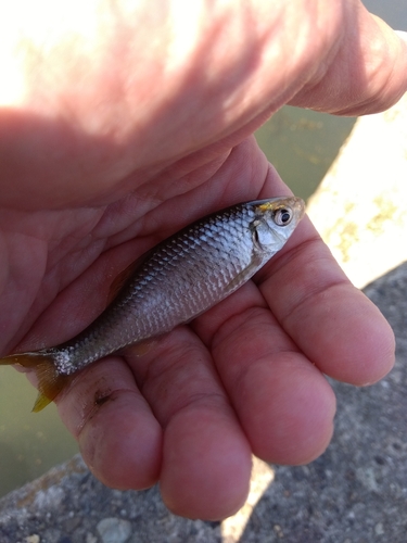 タナゴの釣果