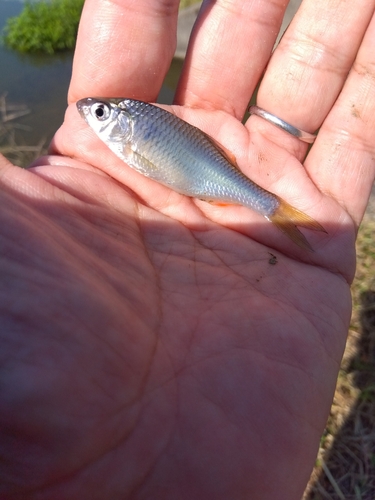 タナゴの釣果