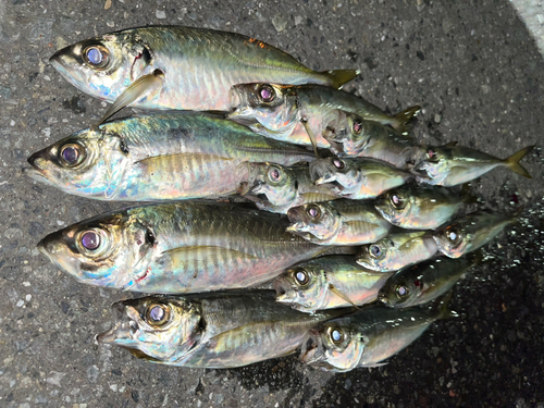 アジの釣果