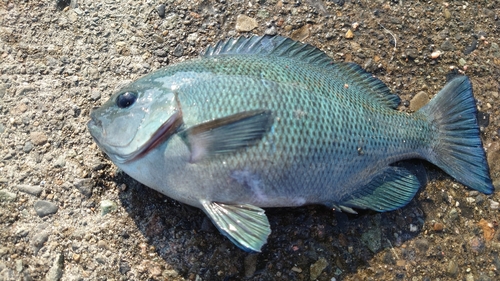 クチブトグレの釣果