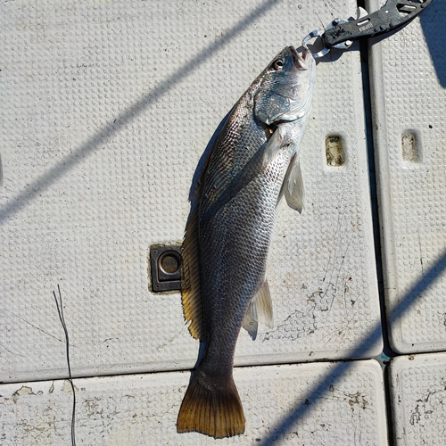 オオニベの釣果