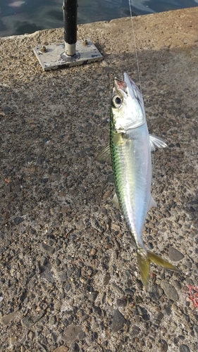 サバの釣果