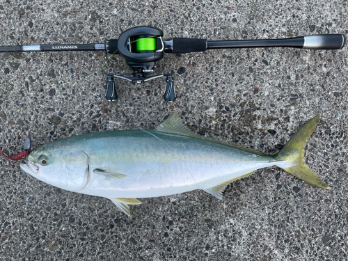 ワラサの釣果